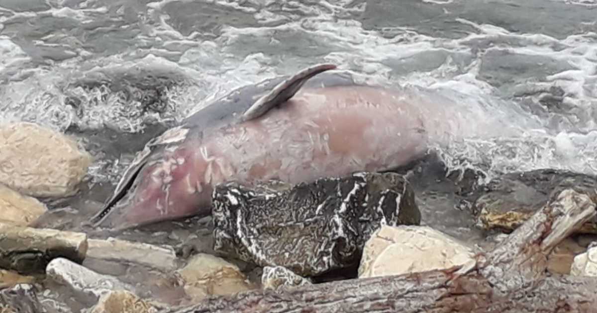 Bari, delfino spiaggiato sul lungomare: �Con la quarantena gli animali si riavvicinano�